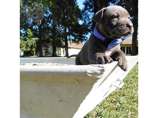 PoulaTo: Pitbull